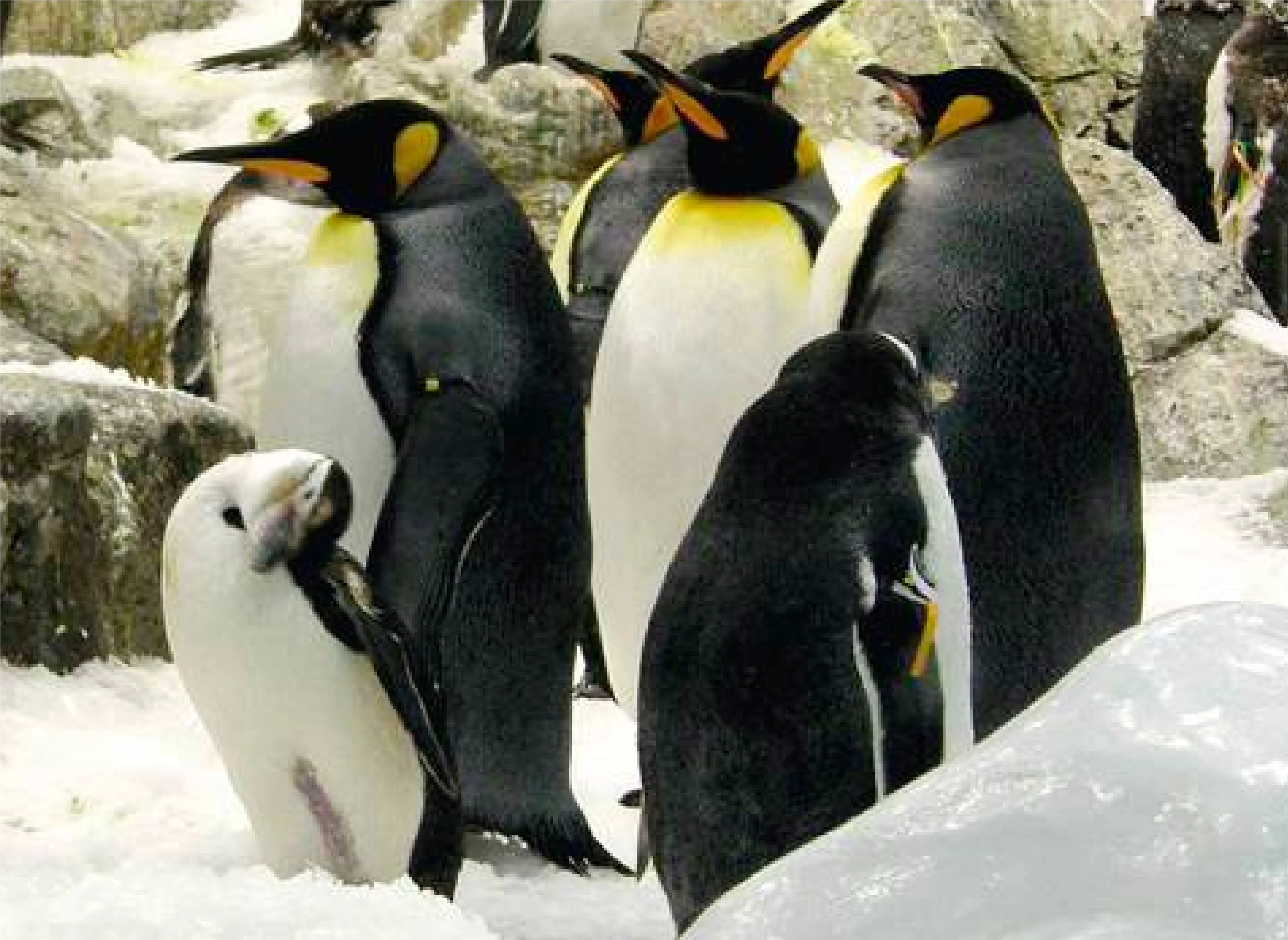 Pingvinek a Loro Parque-ban